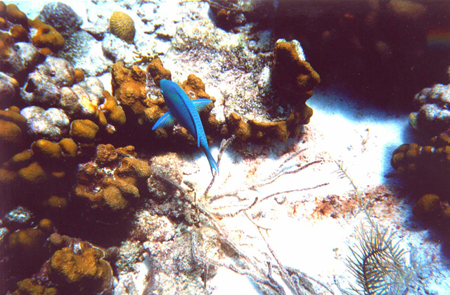 bluefish